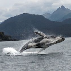 Coldwater Alaska