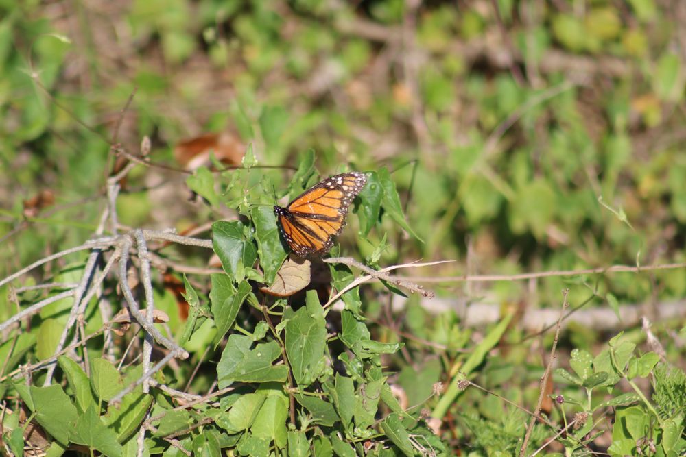 Snake Warrior's Island Natural Area Image