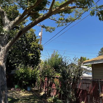Sacramento Valley Tree Services - AFTER- Back yard wires/neighbors house - Tree Services Near Me Sacramento Valley Tree Services - AFTER- Back yard wires/neighbors house - Tree Services Near Me
