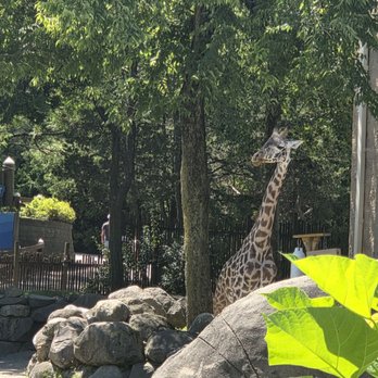 Roger Williams Park Zoo - Giraffe - Zoos Near Me - Providence, Rhode Island Roger Williams Park Zoo - Giraffe - Zoos Near Me - Providence, Rhode Island