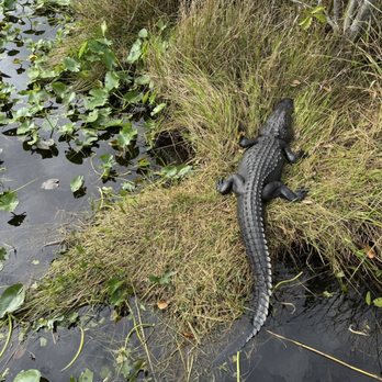 Everglades National Park - Parks Near Me - Homestead, Florida Everglades National Park - Parks Near Me - Homestead, Florida