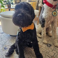 Hounds Town- Denver - Harrison