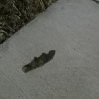 Solaris Key - Dog feces always on the sidewalks - Apartments Near Me - Clearwater, Florida