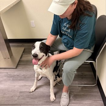 Parkway Veterinary Hospital - Mr.Magoo @ the vet - Veterinarians Near Me - Folsom, California Parkway Veterinary Hospital - Mr.Magoo @ the vet - Veterinarians Near Me - Folsom, California