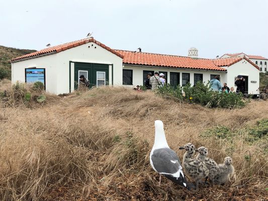 Anacapa Island by null