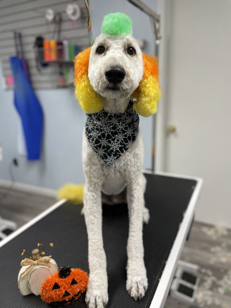 Photos of DIP N CLIP GROOMING & BOARDING Updated August 2024 16