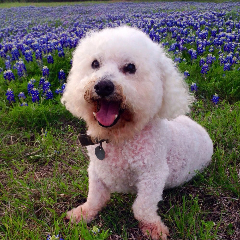 DRIFTWOOD KENNELS Updated October 2024 19101 Fm 150 W, Driftwood