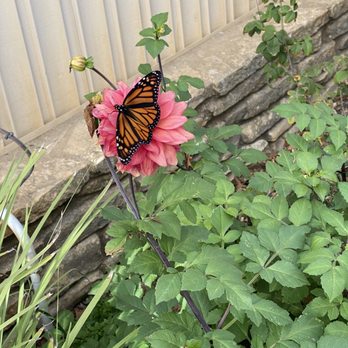Driftwood Estate Winery - A lovely Monarch came to visit - Wineries Near Me - Driftwood, Texas