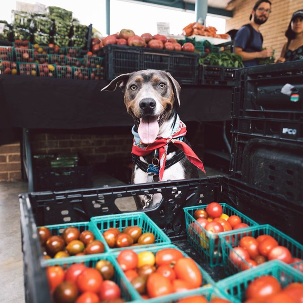 CheesmanBark - Pet Photography Near Me CheesmanBark - Pet Photography Near Me