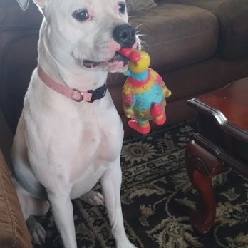 Wyoming Veterinary Clinic - Pnut Thornberry loves her other family at Wyoming Pet Care. - Veterinarians Near Me - Cincinnati, Ohio Wyoming Veterinary Clinic - Pnut Thornberry loves her other family at Wyoming Pet Care. - Veterinarians Near Me - Cincinnati, Ohio