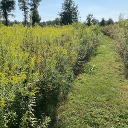 Reynoldsburg Civic Park - Path through the prairie area