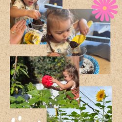 From seed to Mammoth Sunflower!