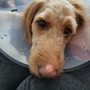 Photo of Hallam Animal Hospital