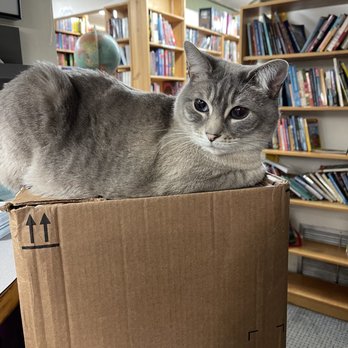 Twice Sold Tales - Inside another amazing cat - Used Bookstore Near Me - Seattle, Washington Twice Sold Tales - Inside another amazing cat - Used Bookstore Near Me - Seattle, Washington