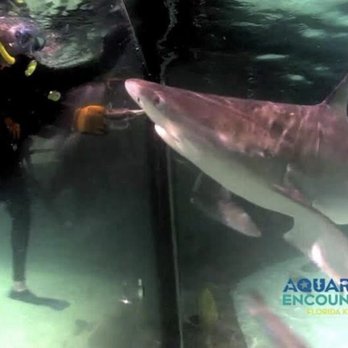 Florida Keys Aquarium Encounters - Feeding the - Aquariums Near Me - Marathon, Florida Florida Keys Aquarium Encounters - Feeding the - Aquariums Near Me - Marathon, Florida