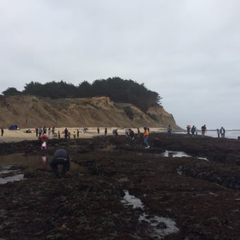 Fitzgerald Marine Reserve - So many - Parks Near Me - Moss Beach, California Fitzgerald Marine Reserve - So many - Parks Near Me - Moss Beach, California