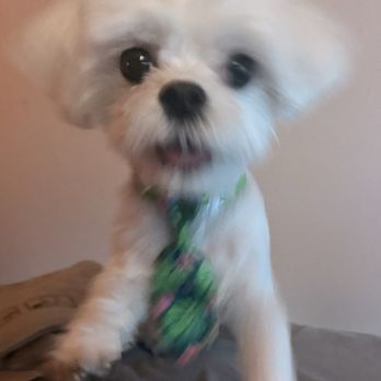 Fresh Paws - Macho - Pet Groomers Near Me - Studio City, California