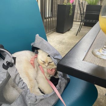 Hot off the Griddle - Patio Area with sleepy Bella. - Breakfast & Brunch Near Me - Rocklin, California