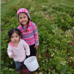 Glade Link Farms - Kiddos lovin the pickin