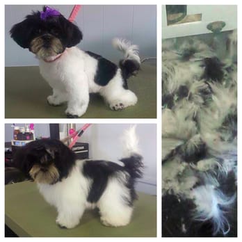 Honolulu Dog Spa - Before and After! Look at all that fur!! - Pet Groomers Near Me - Honolulu, Hawaii Honolulu Dog Spa - Before and After! Look at all that fur!! - Pet Groomers Near Me - Honolulu, Hawaii