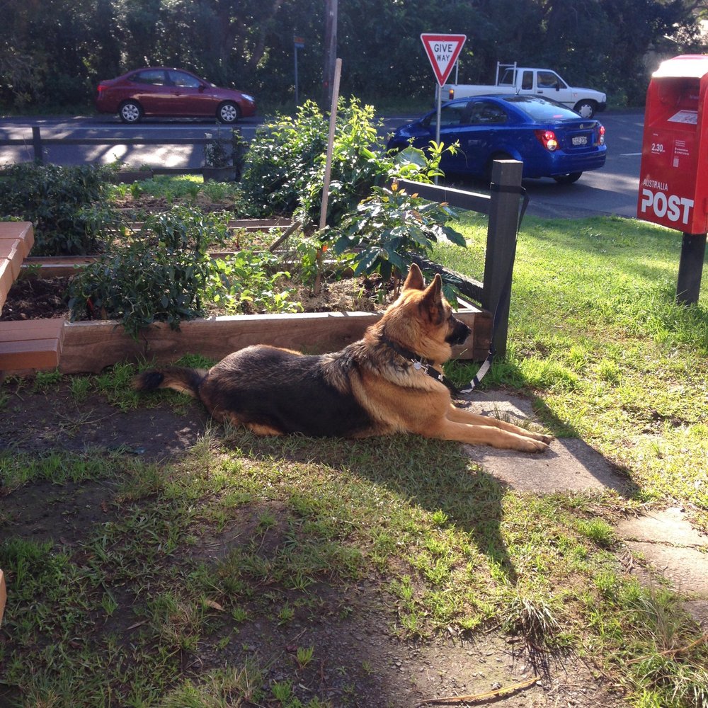 Like Minds Avoca - Dog and kid friendly - Cafes Near Me - Avoca Beach, NSW Like Minds Avoca - Dog and kid friendly - Cafes Near Me - Avoca Beach, NSW