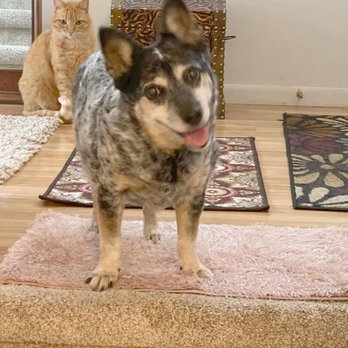Veterinary Specialty Center - Veterinarians Near Me - Bannockburn, Illinois