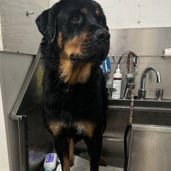 Bark Avenue Resort - Valkyrie getting a deshed bath with conditioner in their grooming tub. - Pet Boarding Near Me - Tanner, Alabama Bark Avenue Resort - Valkyrie getting a deshed bath with conditioner in their grooming tub. - Pet Boarding Near Me - Tanner, Alabama