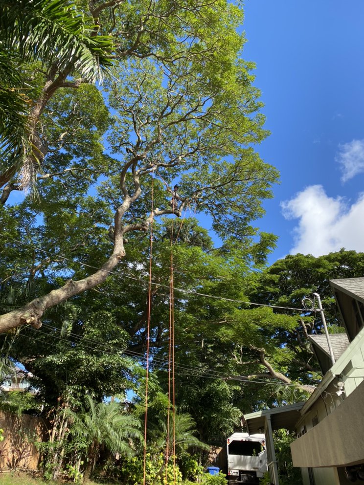 Rainbow Runner Tree Works - tree service in Haleiwa, HI
