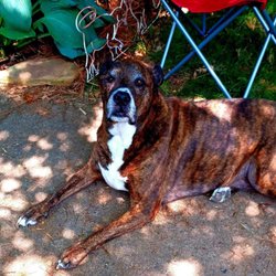 Arcadia Veterinary Hospital - Sweet Jax