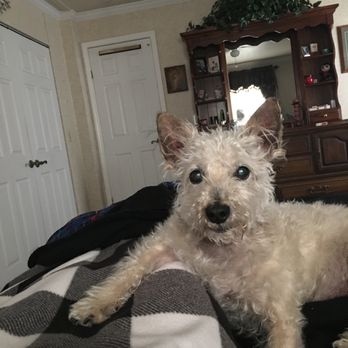 Lodi Animal Hospital - Scruffy, saying I got you!!! - Veterinarians Near Me - Lodi, California Lodi Animal Hospital - Scruffy, saying I got you!!! - Veterinarians Near Me - Lodi, California