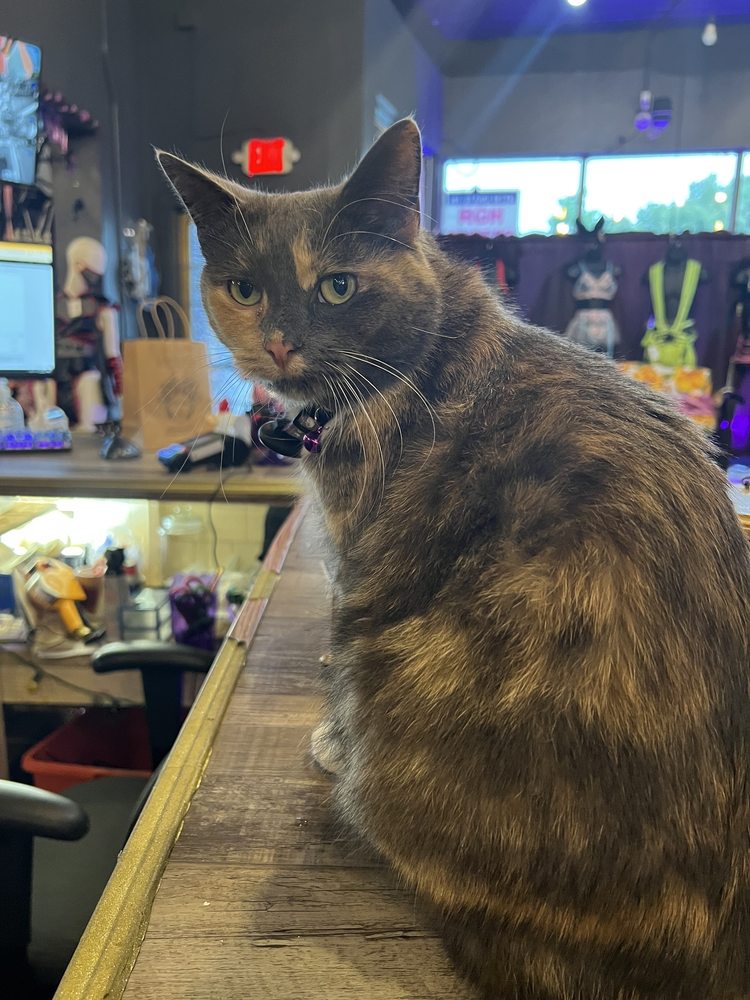 MEDUSAS Updated October 2024 226 Monroe Ave, Rochester, New York