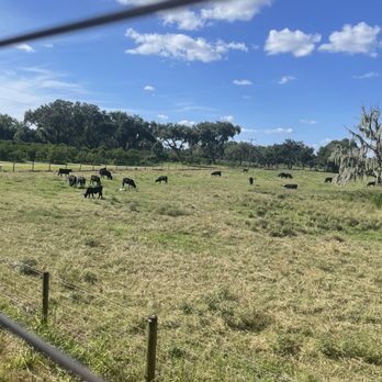Showcase of Citrus - Cows - Attraction Farms Near Me - Clermont, Florida