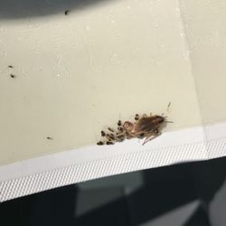 Mission Exterminating - German Roaches and the sack they carry up to 30 nymphs.