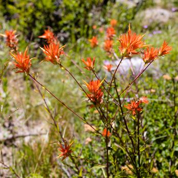 Shirley Lake Trailhead - wildflower - Hiking Near Me - Squaw Valley, California Shirley Lake Trailhead - wildflower - Hiking Near Me - Squaw Valley, California
