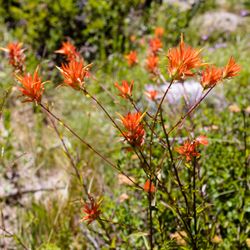 Shirley Lake Trailhead - Wildflower