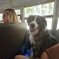 REW Music - Service dog placed in seat behaving on a bus. 2 other dogs on this bus...not a peep.