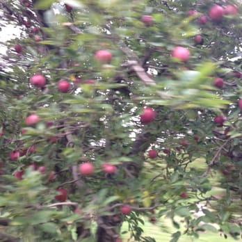 Stony Creek Orchard & Cider Mill - Apples - Fruits & Veggies Near Me - Bruce, Michigan Stony Creek Orchard & Cider Mill - Apples - Fruits & Veggies Near Me - Bruce, Michigan