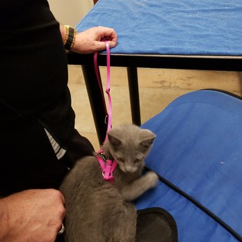 Firehouse Animal Health Center Westlake 61 Photos 109 Reviews Veterinarians 3801 N Capital Of Texas Hwy Austin Tx Phone Number