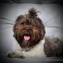Photo of Island Havanese