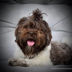 Island Havanese