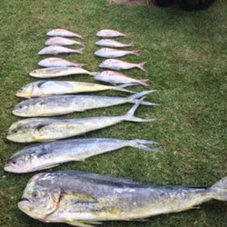 Mahi/darado/dolphin