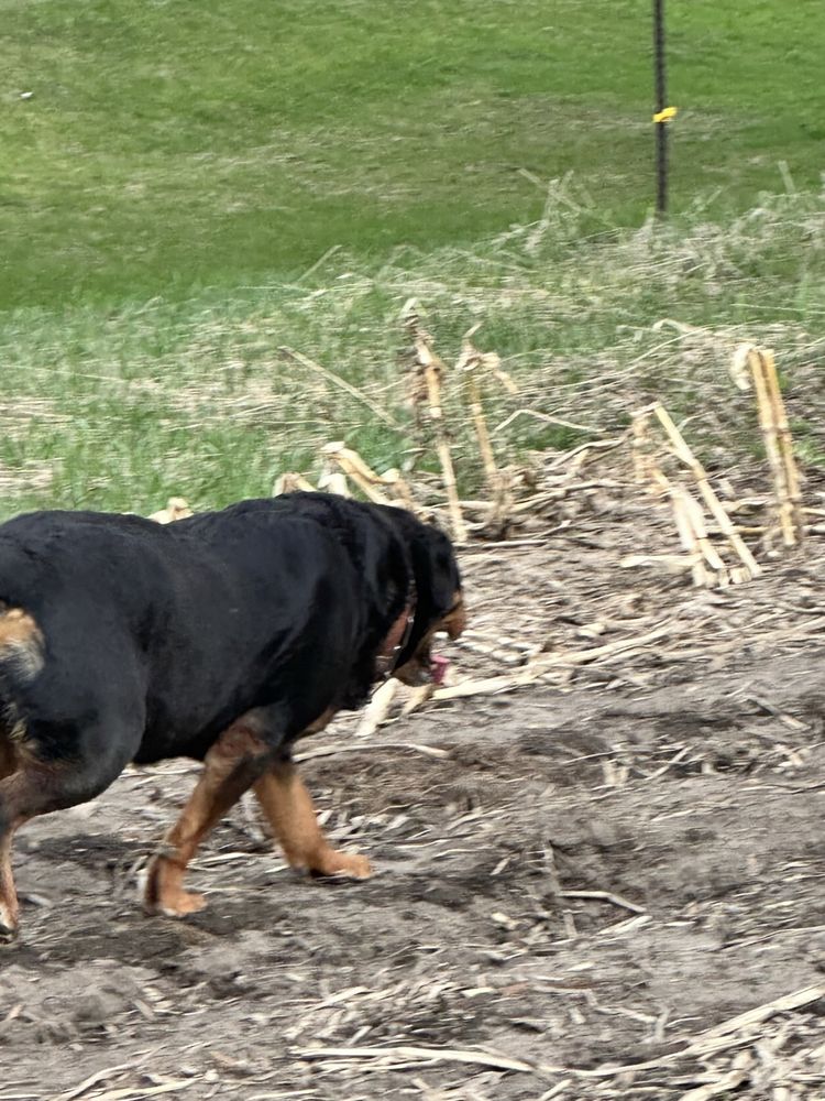 WINDEGO ROTTWEILERS - Updated June 2026 - Waterville, Minnesota - Pet ...