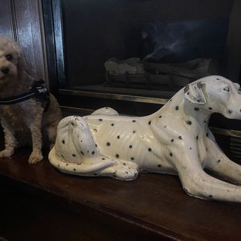 Salty Dog Bar and Restaurant - service dog - Sports Bars Near Me - Brooklyn, New York Salty Dog Bar and Restaurant - service dog - Sports Bars Near Me - Brooklyn, New York
