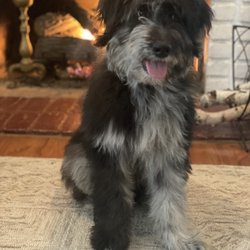 Happy Tails Learning Center for Dogs - "Thank you Jason for making me the well-behaved puppy, the best personality and manners." Murdock