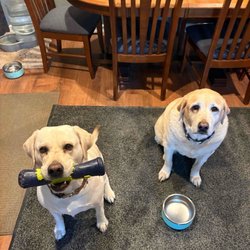 Peregrin Pet Care - Our 5 yo anxious pup and our 12 1/2 yo disabled sweetheart.
