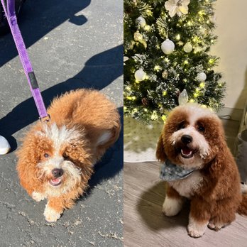 The Clip Joint Pet Grooming - Before and after - Pet Groomers Near Me - Orange, California