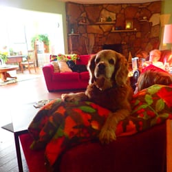 WeeOnes Bed & Breakfast & Bark - 13 year old Rusty-perfect gentleman!