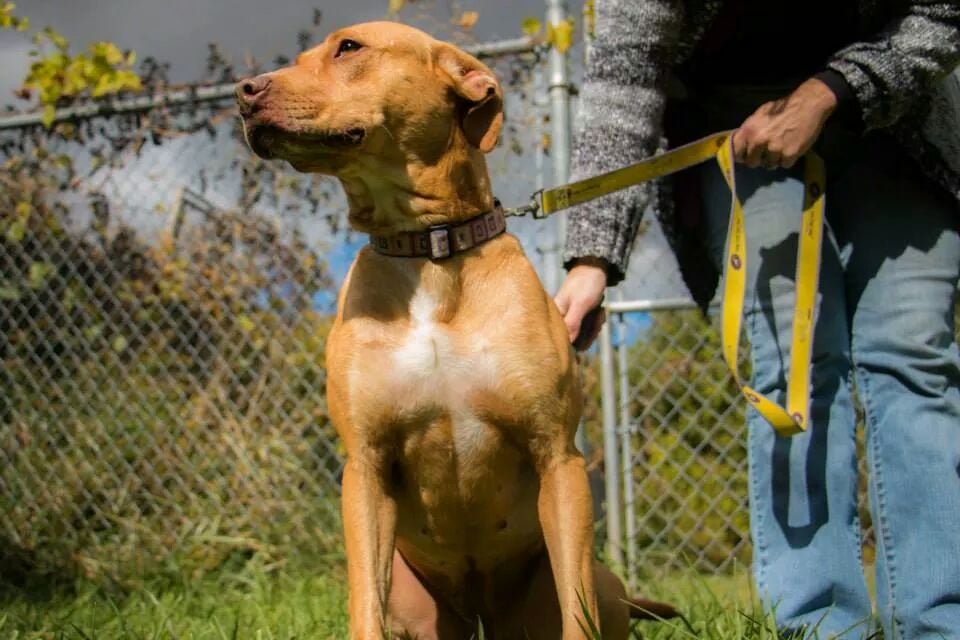 PAWS ANIMAL SHELTER Updated August 2024 3371 Gaines Basin Rd