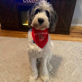 Grand Canyon Bernedoodles - Oliver - Pet Breeders Near Me Grand Canyon Bernedoodles - Oliver - Pet Breeders Near Me