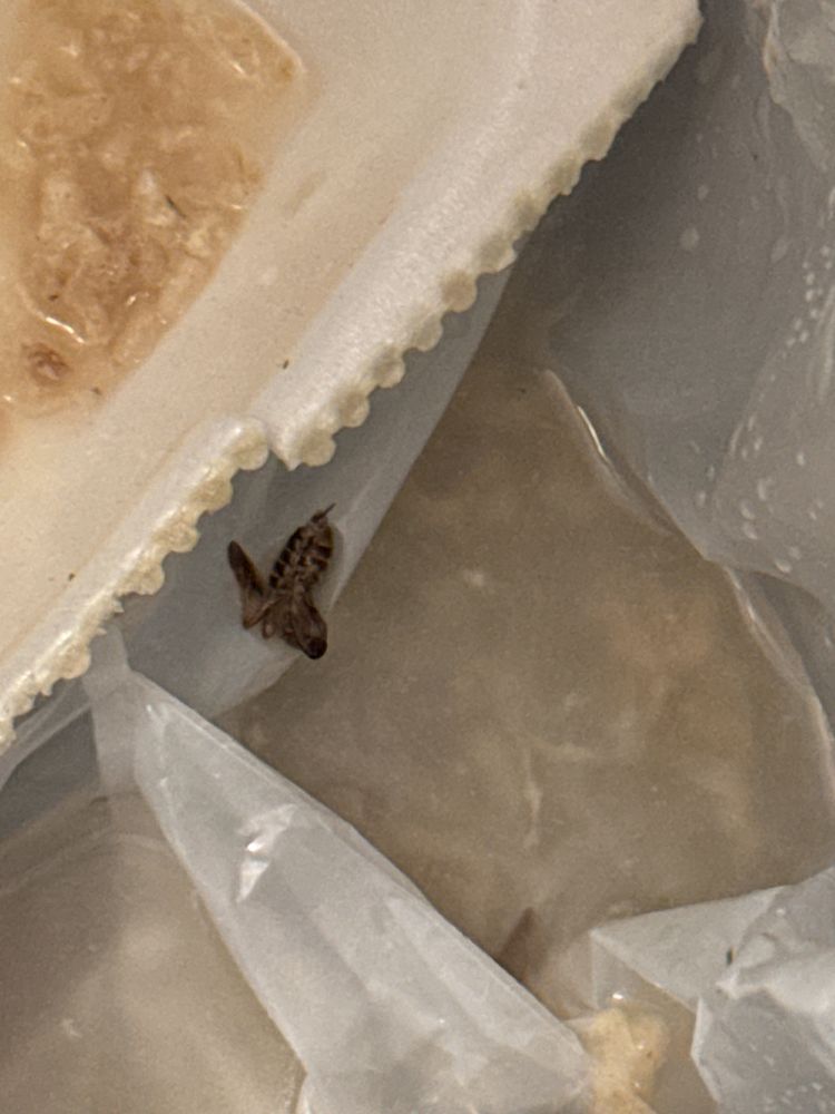 Food from Hibachi & Company